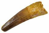 Fossil Spinosaurus Tooth - Real Dinosaur Tooth #324829-1